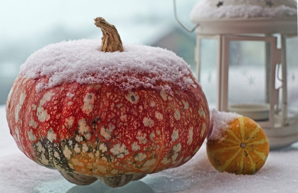 Pumpkin in snow